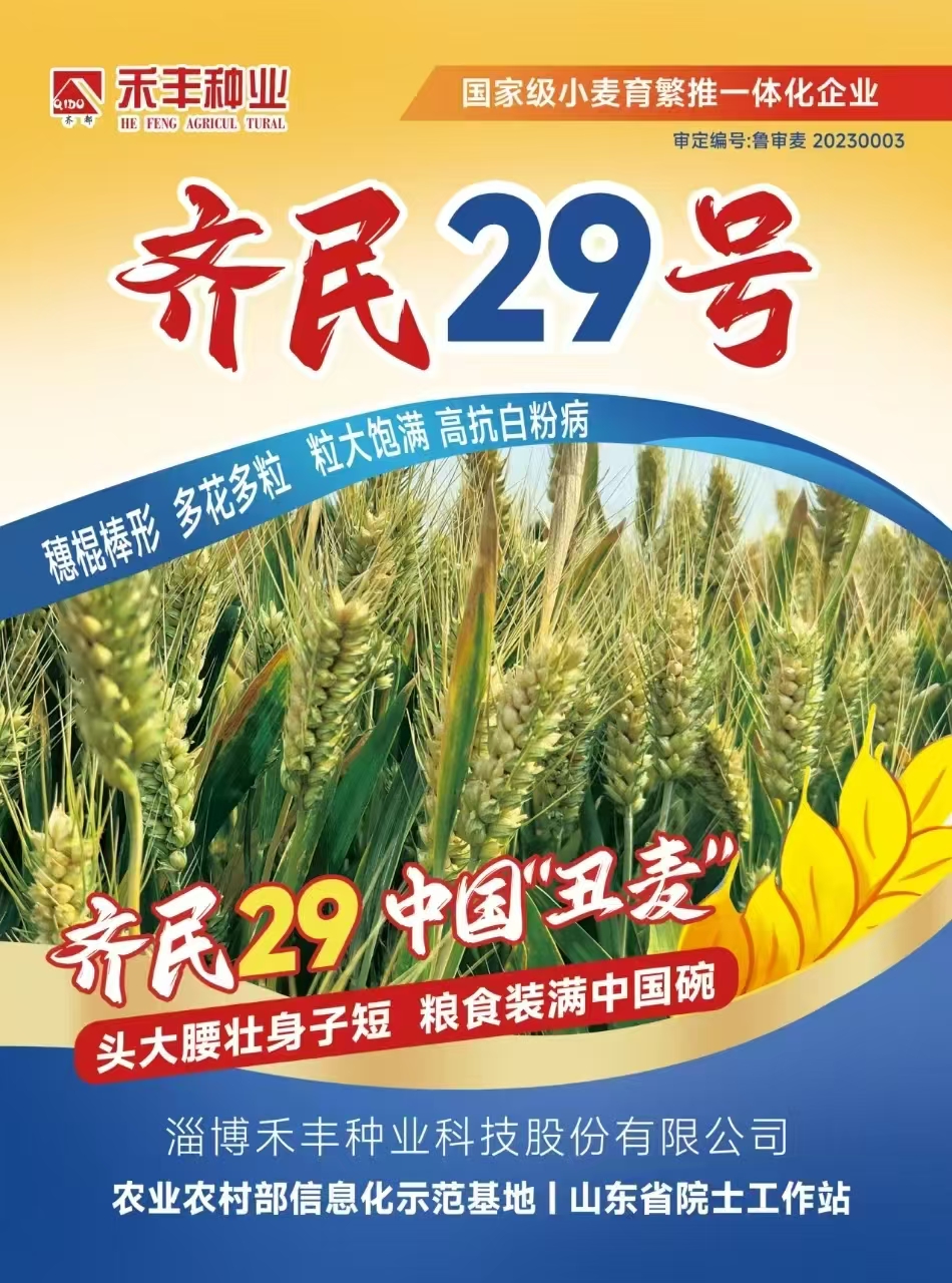 齐民29号